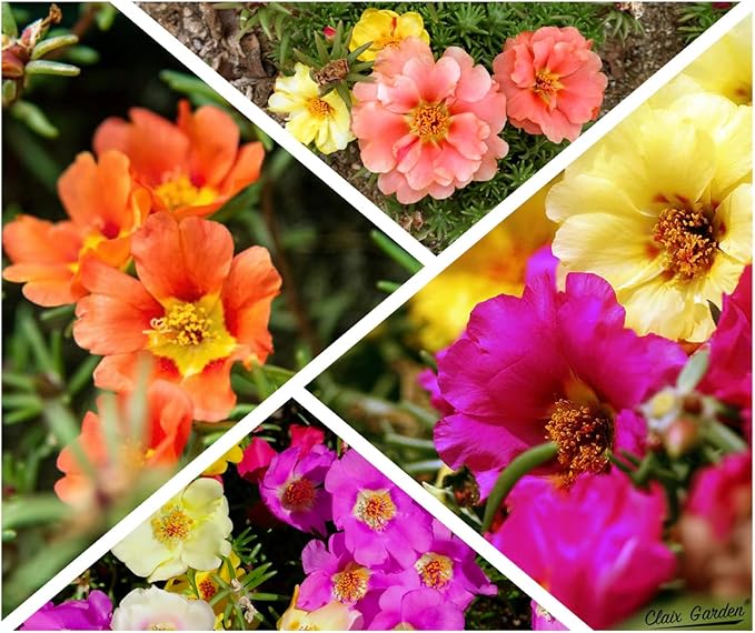 Moss Rose - Portulaca Grandiflora - 5,000+ Seeds - Mixed Colors, Heirloom, Non-GMO, Excellent for Pollinators, Annual - Vibrant Flowers with Heat & Drought Tolerance for Any Home Garden