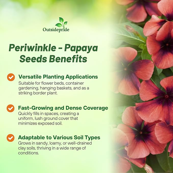 Outsidepride Papaya Periwinkle Seeds for Planting – 50 Pcs Annual, Fast-Blooming, Heat & Drought Tolerant Vinca Flower Seeds with Vibrant Colors Ideal for Gardens, Beds, Borders & Containers