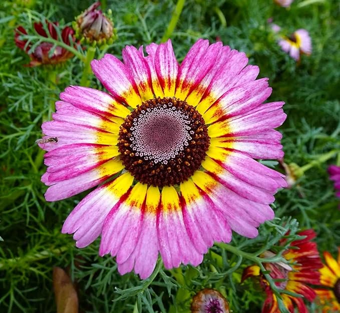 900 Perennial Painted Daisy Flower Seeds for Planting Outdoors-Chrysanthemum Carinatum Flower Garden Seeds