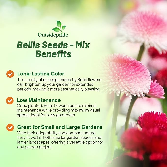 Outsidepride Mix Bellis English Daisy Seeds for Planting - 5000 Pcs Biennial, Self-Seeding, Compact Flower Seeds with Button-Like Blooms, Ideal for Container Arrangements, Beds & Garden Borders