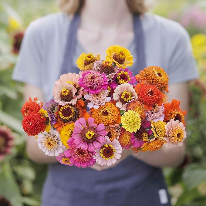 Eden Brothers Zinnia Seeds - Scabiosa Flowered Mix, Non-GMO Seeds for Planting, 1 oz | Low-Maintenance Flower Seeds, Plant During Spring, Zones 3, 4, 5, 6, 7, 8, 9, 10