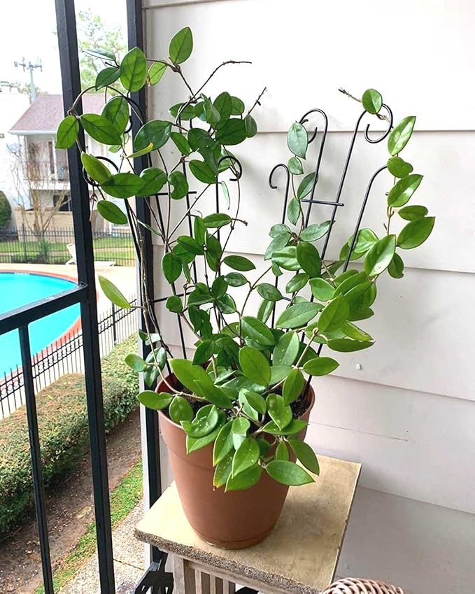 4 Pack 32'' Wave Shape Black Metal Garden Trellis for Climbing Plants, Indoor/Outdoor Potted Plants, House Plants, Vines, Roses, Vegetables
