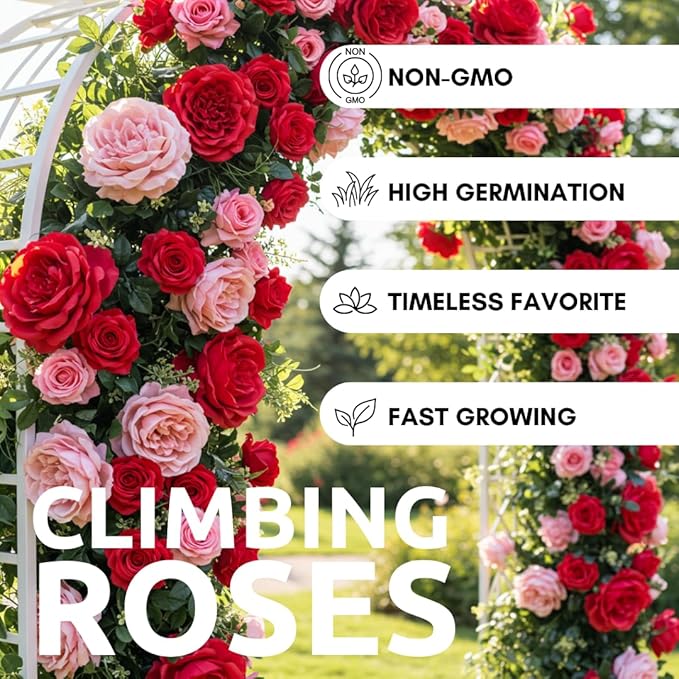 Climbing Rose Vine Seeds - 30+ Seeds for Planting – Beautiful Blooms – Ideal for Trellises, Fences, and Garden Walls – Fast-Growing Flower Seeds for Outdoor Planting