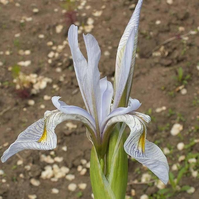 Seed Needs Wild Blue Iris Seeds for Planting Perennial Flowers - Heirloom & Open Pollinated Flower Seed to Plant an Outdoor Butterfly Garden (1 Pack)