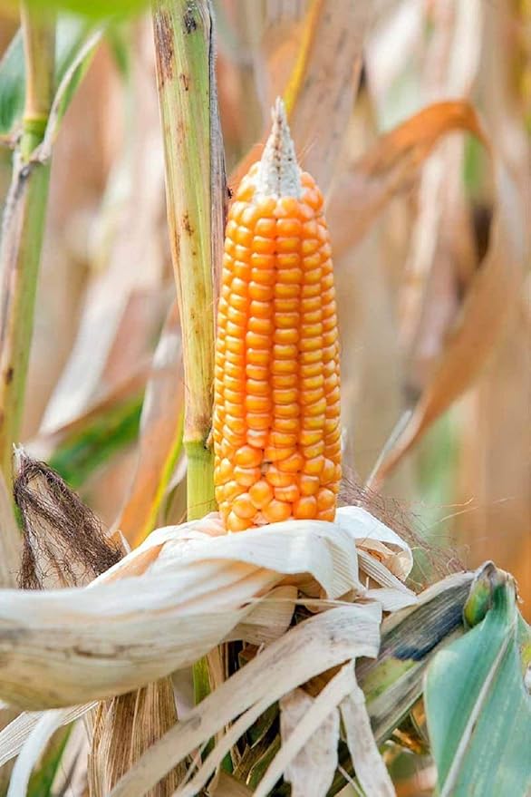 2 oz Yellow Popping Corn, Corn Seed for Growing, Heirloom, Open Pollinated Non-GMO Garden Seeds by Country Creek Acres, Grown in USA, Microgreen Seed