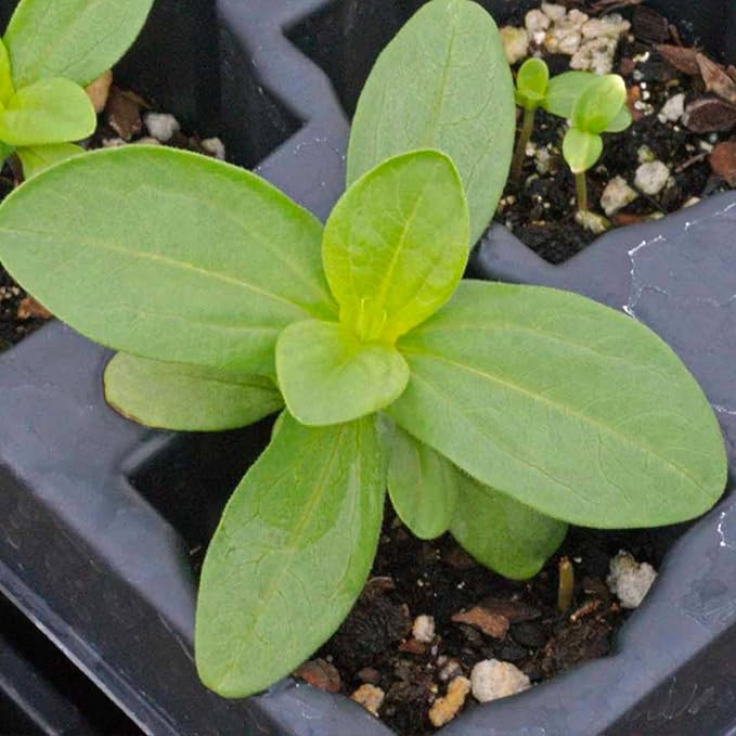 Seed Needs Thumbelina Zinnia Seeds for Planting - Heirloom & Open Pollinated Annual Dwarf Cut Flowers - Grow a Butterfly Garden to Attract Pollinators (2 Packs)