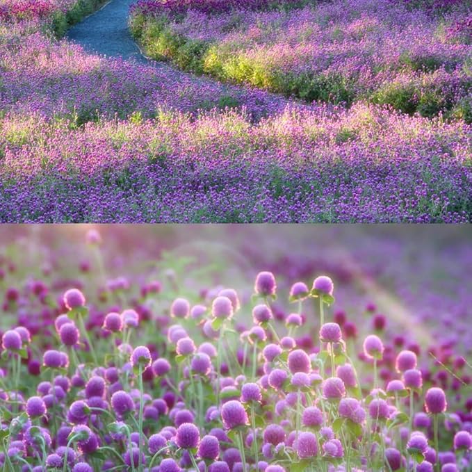 Mixrug Mix Globe Amaranth Flower Seeds for Planting, 300pcs Rare Perennial Globe Amaranth Flower Seeds Non-GMO Heirloom Plants, Open Pollinated Beauty Flowers Home Garden for Outdoors