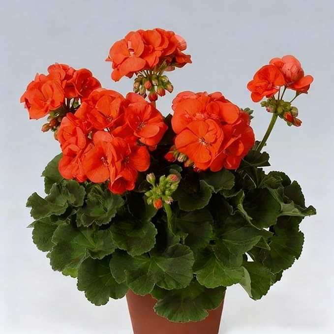 Geranium Flower Seeds for Planting, 10 Red Pelargonium Seed, Perennial Flower Plants, Non-GMO Heirloom Geranium Seeds for Garden Home Outdoor