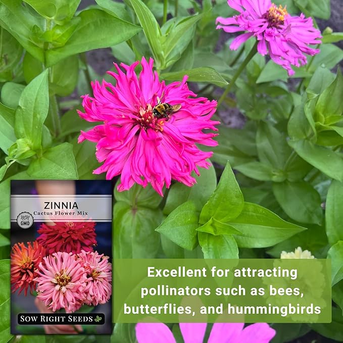 Sow Right Seeds - Zinnia Cactus Flower Seeds for Planting - Beautiful Flowers to Plant in Your Garden - Non-GMO Heirloom Seeds - Red and Pink Variety - Attract Pollinators - Beautiful Cut Flower (4)