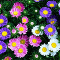 Rainbow Aster Flower Seeds,25 Count COOL BEANS N SPROUTS Brand. Home Gardening.