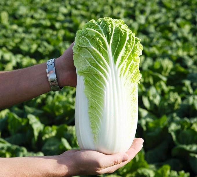 Seeds Peking Napa Cabbage Heirloom Vegetable for Planting Non GMO