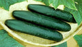 Cucumber Straight Eight Great Heirloom Vegetable by Seed Kingdom Bulk 1 Lb Seeds