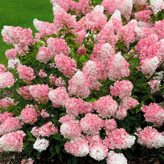 50+ Mix Perennial Vanilla Strawberry Hydrangea Flower Seeds for Planting in Home Garden - Fragrant, Attracts Bees and Butterflies