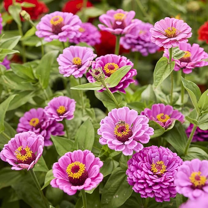 Eden Brothers Zinnia Seeds - Dream, Non-GMO Seeds for Planting, Packet | Low-Maintenance Flower Seeds, Plant During Spring, Zones 3, 4, 5, 6, 7, 8, 9, 10