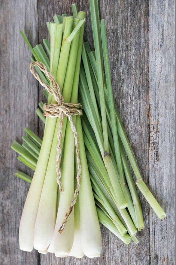 Seeds4planting - Seeds Lemongrass Cymbopogon Non GMO Heirloom