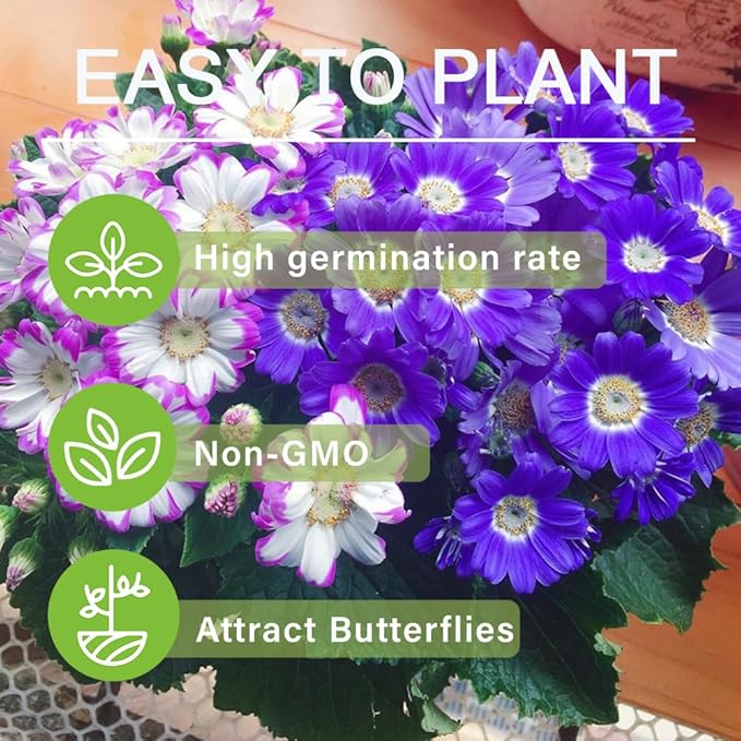 1000+ Perennial Mix Cineraria Flower Seeds for Planting Outdoor-Attracts Bees&Butterflies Non-GMO Heirloom