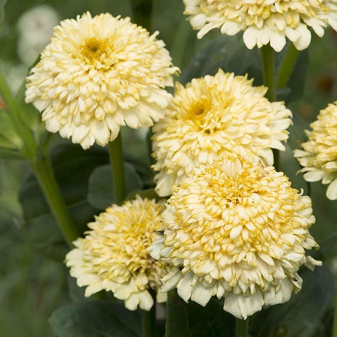 Eden Brothers Zinnia Seeds - Cresto! Cream