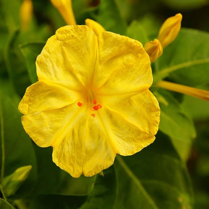 Outsidepride Yellow Four O'clock Flower Seeds - 1/4 lb Perennial Fragrant, Trumpet-Shaped Blooms, Deer-Proof & Easy to Grow, for Pollinator & Evening Gardens, Containers, Hedges, or Borders