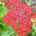Red Yarrow - A Favorite Perennial Wildflower - 17,500 Seeds