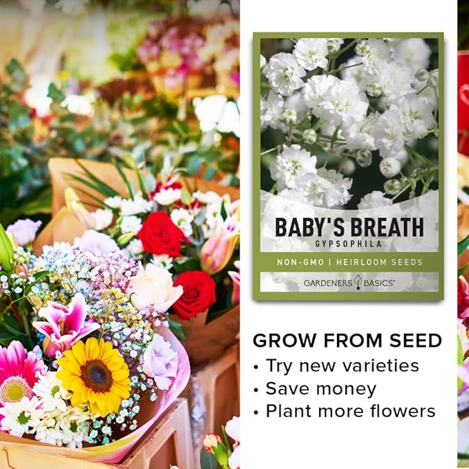 Gardeners Basics, Baby's Breath Seeds for Planting Gpsophila - Beautiful Annual Cut Flower for Flower Arrangements and Beautiful in Flower Beds in Summer Gardens Too