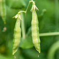 Organic Garden Yellow Pea Seed - 5 Lb ~10,000 Seeds - Non-GMO Heirloom Yellow Sprouting Pea Seeds for Microgreens Pea Shoots, Outdoor Gardening, Indoor Sprouts, Cover Crops, Organic Micro Greens Kit