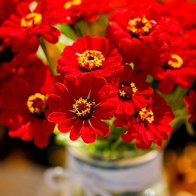 Eden Brothers Zinnia Seeds - Scarlet Flame, Non-GMO Seeds for Planting, Packet | Low-Maintenance Flower Seeds, Plant During Spring, Zones 3, 4, 5, 6, 7, 8, 9, 10