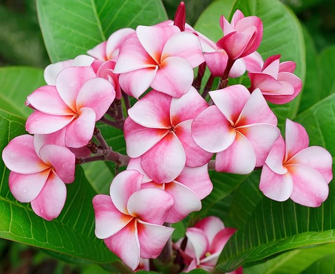 Mixed Color Plumeria Seeds for Planting Tropical Frangipani Rainbow Flower Seed Easy to Grow Colorful Blooms Perennial Patio Balcony Garden Rubra (5, Plumeria Seeds)