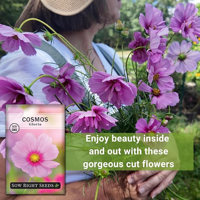 Sow Right Seeds - Gloria Cosmos Seeds for Planting - Non-GMO Heirloom Variety - Outdoor Garden Annuals - Bright Blooms - Easy to Grow Flowers - Perfect for Borders & Beds - Attracts Pollinators (1)