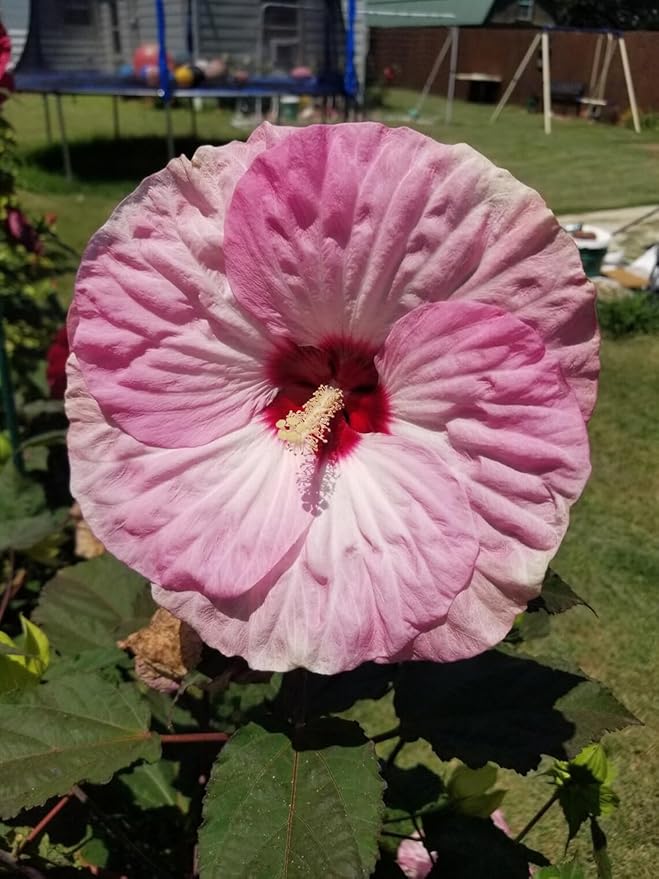 100+ Mixed Hibiscus Seeds Rose of Sharon Shrub Flowers Garden Planting