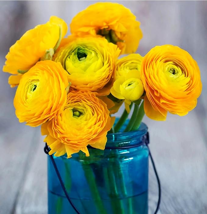 Mixed Peony Ranunculus Bulbs- Persian Buttercup -10 Corms Bulbs Flowering Blooms Perennial Bulbous Root Garden Plant (Yellow)