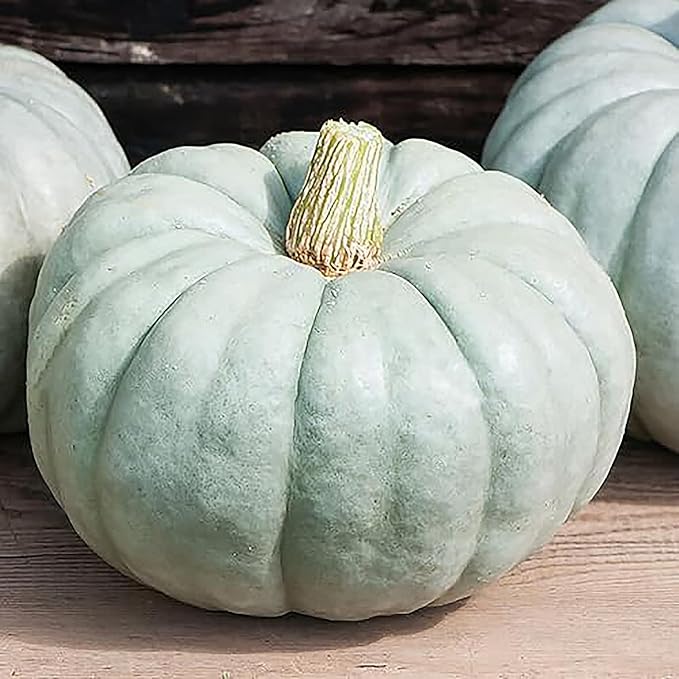 Jarrahdale Large Blue Pumpkin Seeds - One of The Most Intereting and Decorative Pumpinks as Well as Delicious