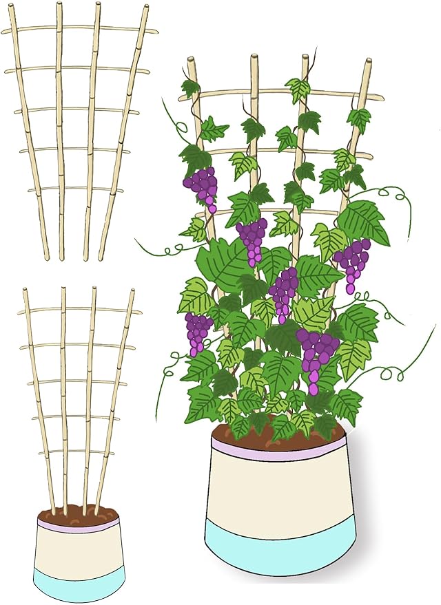 Natural Bamboo Trellis, 4.8Feet,3Pack,Fan-Shaped Plant Support Trellis for Outdoor and Indoor Potted Climbing Plants,Vegetables, Cucumber, Tomato, Hoya,