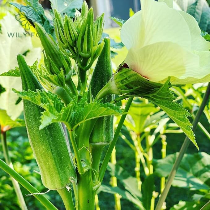 Premium Okra Seeds - 100 Heirloom Seeds for Planting, Non-GMO, High Yield, Fast Growing, Heat-Resistant Vegetable Seeds for Home Garden & Outdoor Planting - Fresh, Crisp & Flavorful Okra