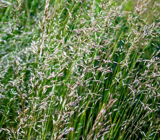 50 Hierochloe Odorata Sweet Grass Seeds for Planting, Sweetgrass Seeds