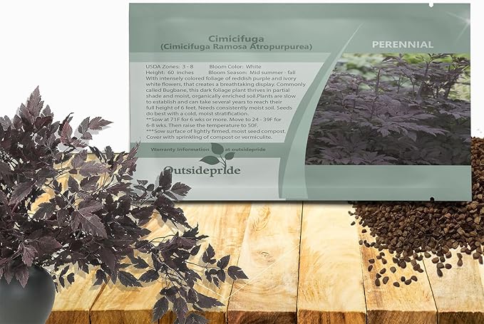 Outsidepride Cimicifuga Ramosa Seeds - 100 Pcs. Perennial, Hardy & Low Maintenance, Flower Seeds for Planting Fragrant Reddish Purple Foliage with Ivory White Blooms for Wildlife & Pollinator Gardens