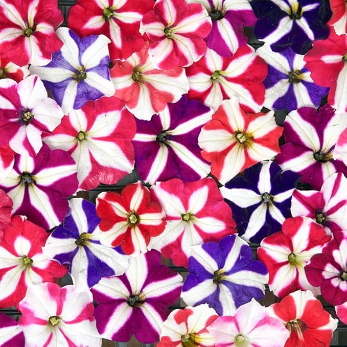 1000 Petunia Double Mix Seeds Easy to Grow Hanging Basket Flower for Planting Garden Home Garden Balcony Multicolor Flowers Seeds