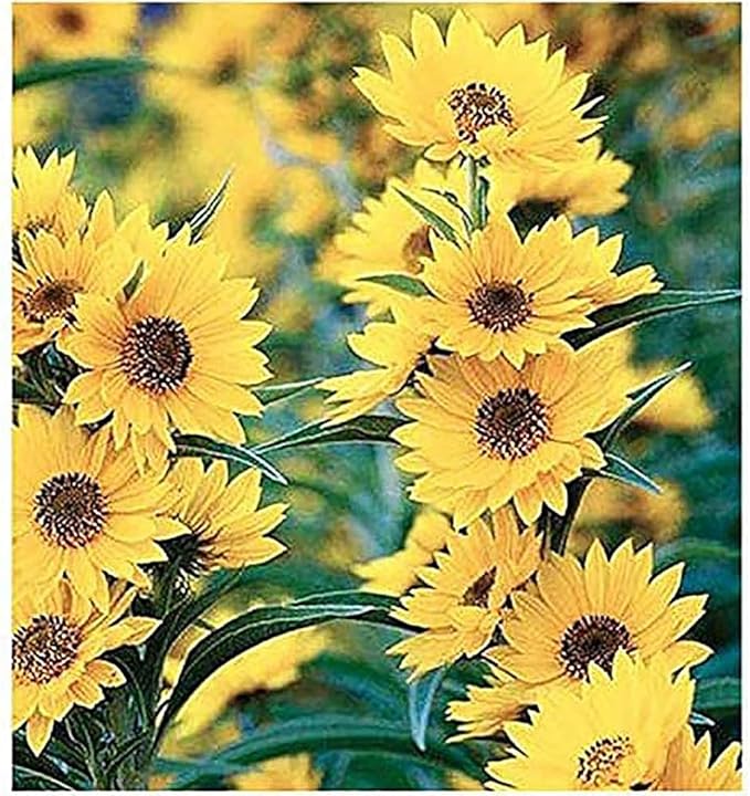 Maximilian Sunflower Seeds - Attracts Bees and Butterflies - Perennial Sunflower Native to North America, Approximtely 600 Seeds