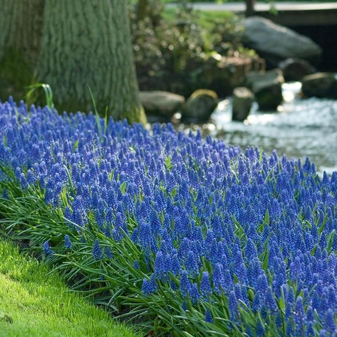 Votaniki Muscari Armeniacum Bulbs - Perennial Muscari 'Grape Hyacinths' | Fragrant & Bell Shaped Blue Flowers - Perfect Addition to Any Garden (25 Pack)