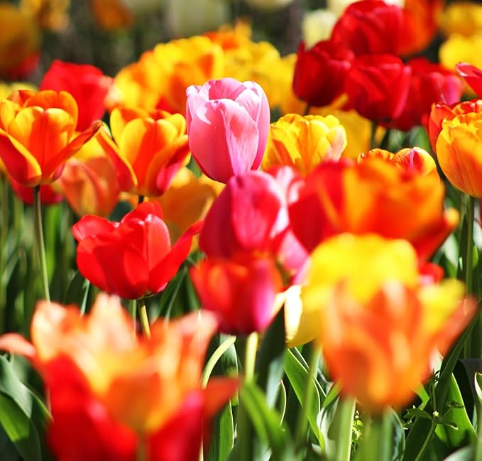 Mix Triumph Tulips 10 Bulbs for Fall Planting Colorful Flower Tulipa Darwin Hybrid Changing Colors Mixture Size 12+ 4 Varieties to Choose (Apeldoorn Mixture, 10, Mix Color)