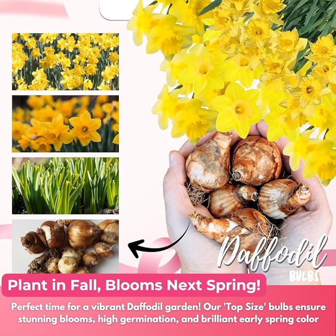 20 Daffodil Bulbs for Fall Planting, Spring-Blooming Narcissus Bulbs, Bulk Top Size Bulbs for Gardens, Borders and Flowerbeds Planting (Yellow Daffodil Bulbs)