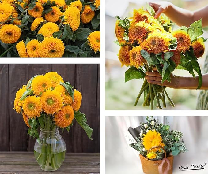 Sunflower Seeds - Teddy Bear - 100 Seeds - Heirloom, Non-GMO, USA Grown, Excellent for Pollinators, Annual, Deer Resistant - Low-Maintenance Sunflower Seeds for Any Home Garden