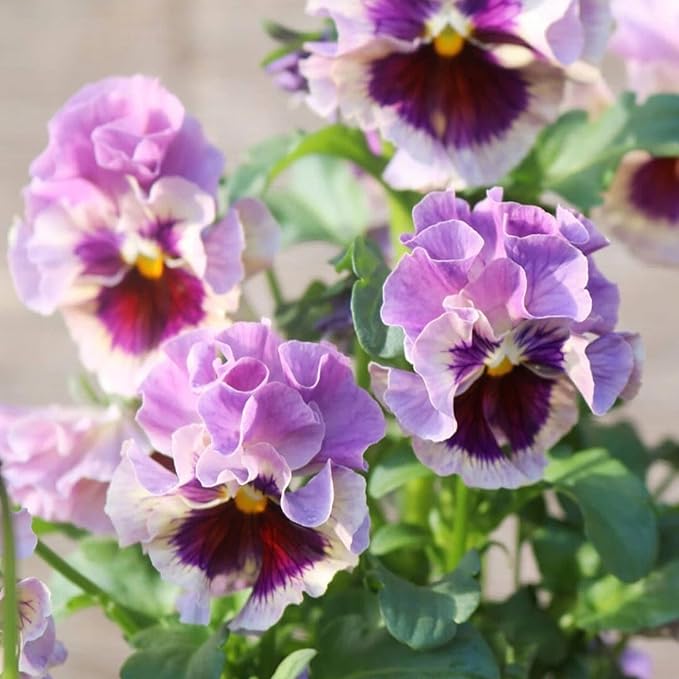 Pansy Seeds for Planting, 8000pcs Perennial Viola Tricolor Pansy Flower Seeds, Non-GMO Heirloom Home Garden Cold Hardy Rare Blooms Beauty Flowers Plants for Outdoors Indoors