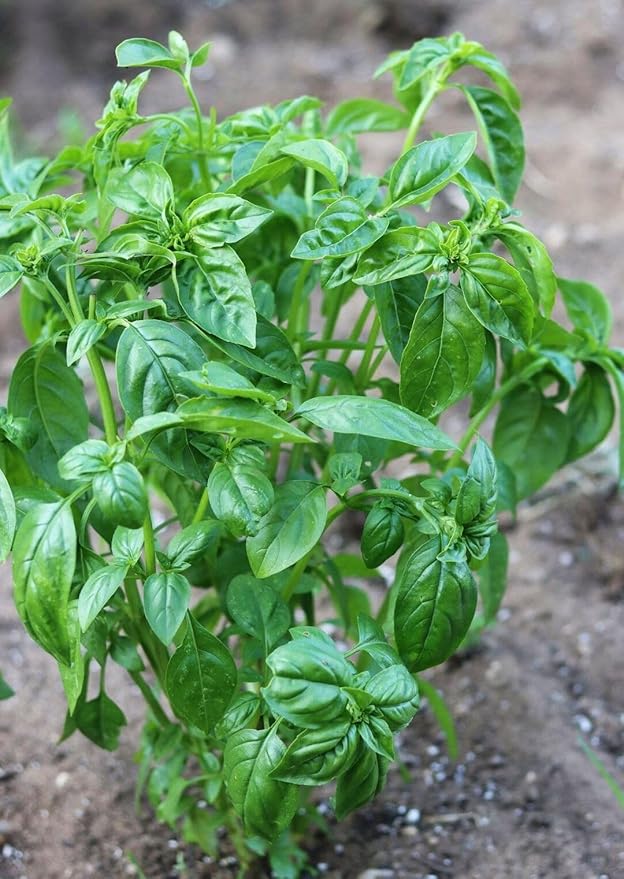 500+ Pcs Large Basil Seed Collection for Planting -Sweet, Opal, Thai, and Giant Leaf Basil - Non-GMO Heirloom Grow Indoors or Outdoor (Sweet Basil)