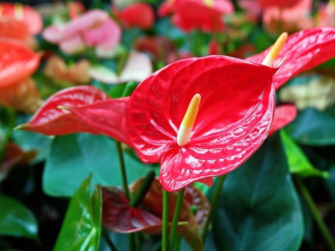 Premium Organic Anthurium Mix by Gardenera - Elevate Your Plant Care Routine - 4 QUARTS