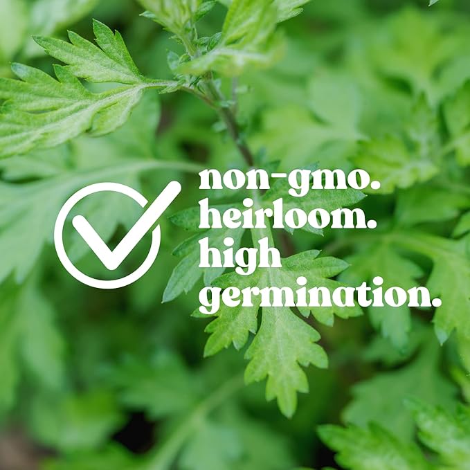Parsley Seeds, Forest Green - 4 Oz ~6,000 Seeds - Culinary Herb Garden & Microgreens Seeds - Non-GMO, Heirloom