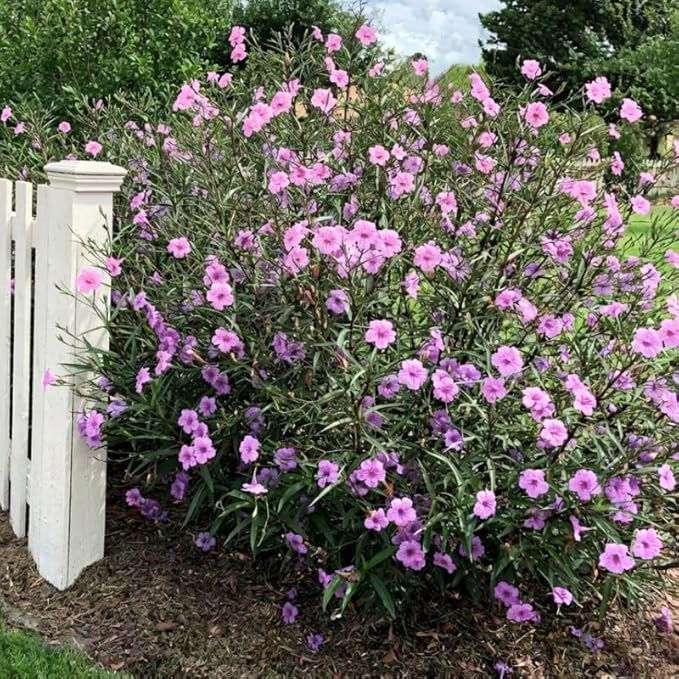 Set 6 Dwarf Pink Mexican Petunia Plants Live, Perennial Outdoor Growing, Startrer Size 4-6" in Tall, Long Blooming Season, Landscapes, Borders, Ground Cover