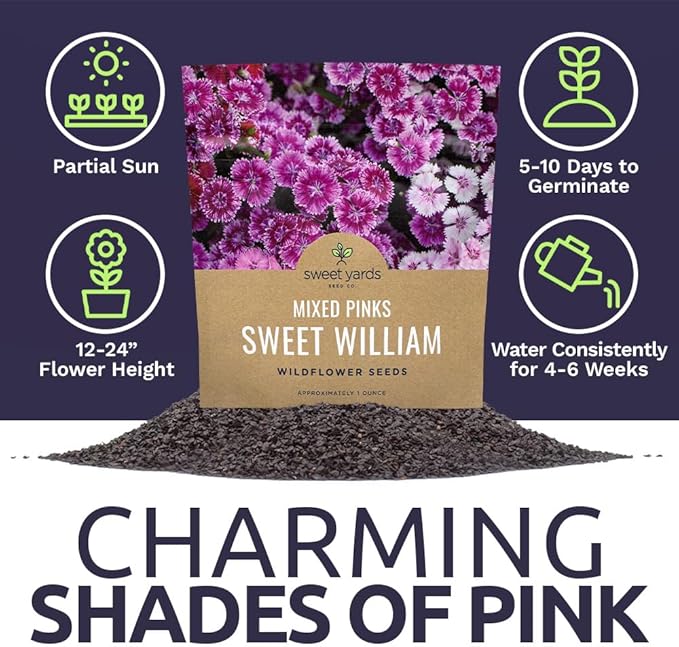 Sweet William Seeds – Mixed Pink Colors – Extra Large 1oz Packet – Over 30,000 Open Pollinated Non-GMO Flower Seeds – Dianthus barbatus