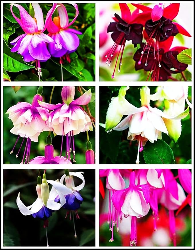 Fuchsia Flower Seeds Perennial Home Plant Bonsai 100 Pcs Seeds