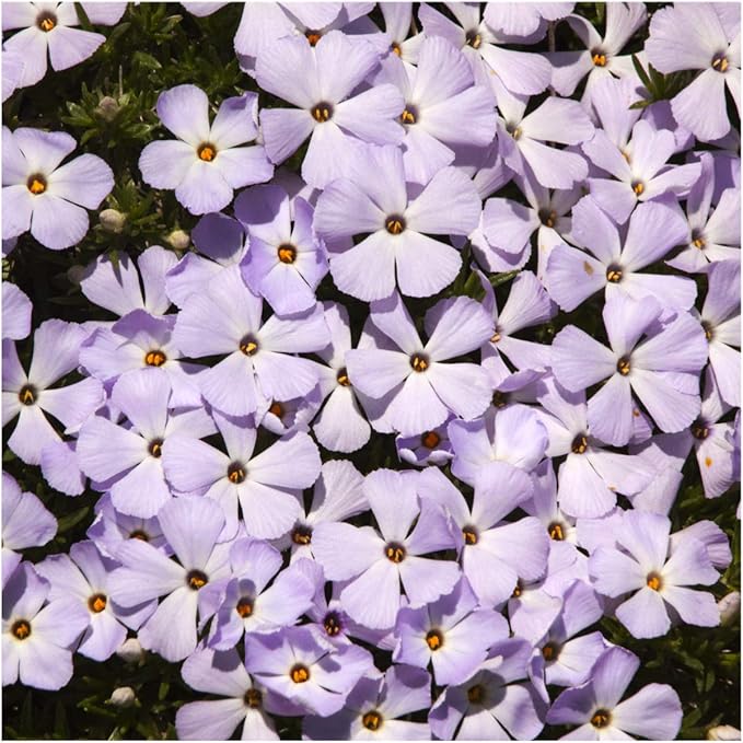 Seed Needs, Mountain Phlox Seeds - 1,000 Heirloom Seeds for Planting Linanthus grandiflorus - Annual Flowers to Attract Pollinators to a Butterfly Garden (1 Pack)
