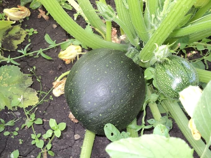 Seeds Zucchini Dark Black Squash Boatswain Heirloom Vegetable for Planting Non GMO
